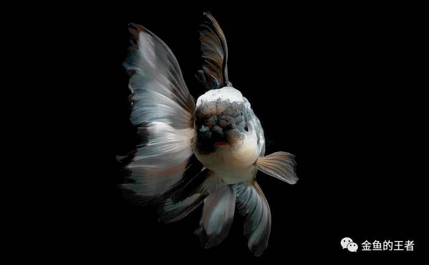 泰国进口丹顶黑白狮朱砂黑白羽巨人百褶裙北京鱼友欢迎来自提