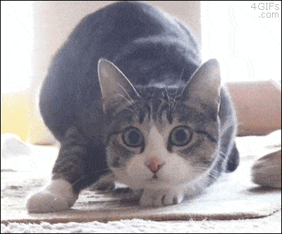 400_332gif 动态图 动图