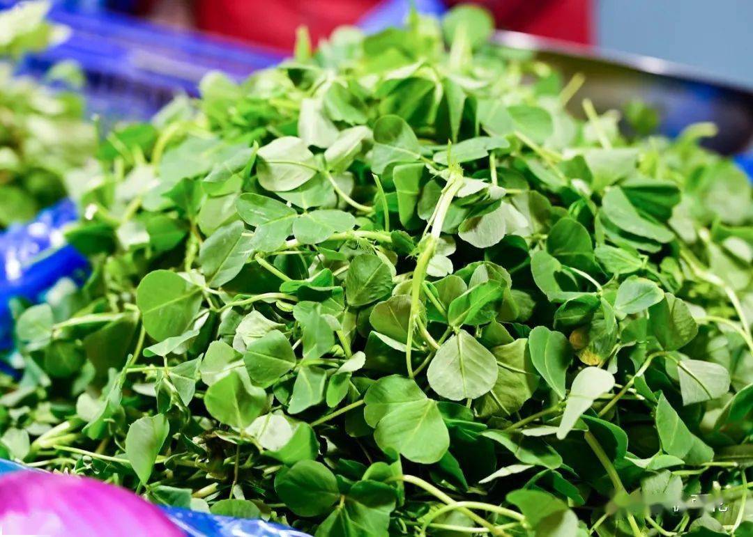 推荐吃法:草头饼原料:苜蓿头,糯米粉,盐,食用油做法:1,用剪刀将洗净的