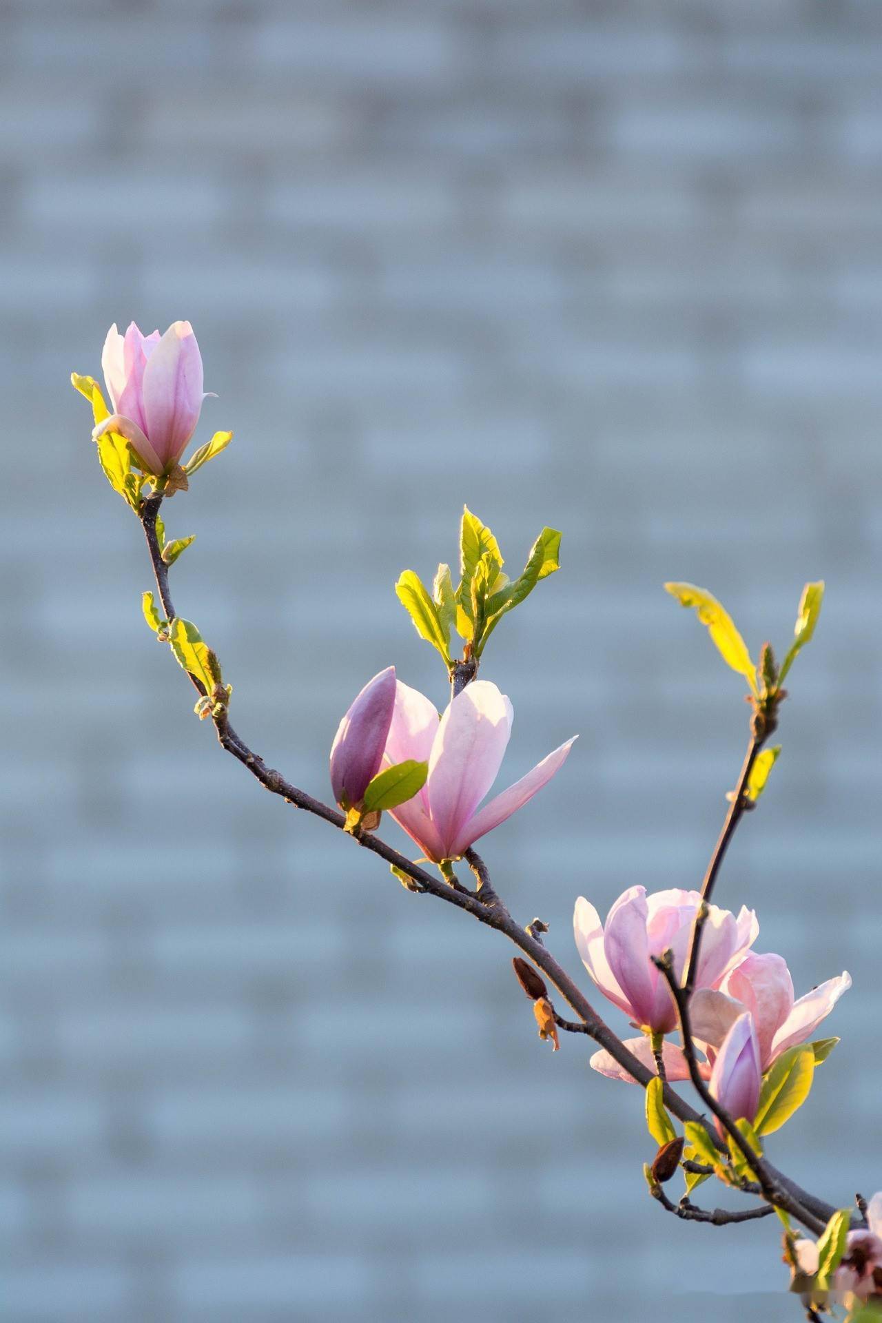 图二十 多又乱,没啥构图. 而像图二十一,二十二这样