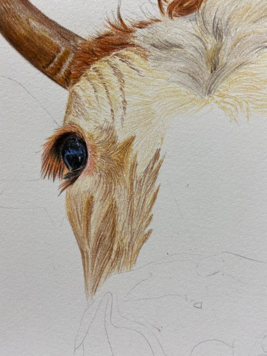 十二生肖彩铅画图文教程牛