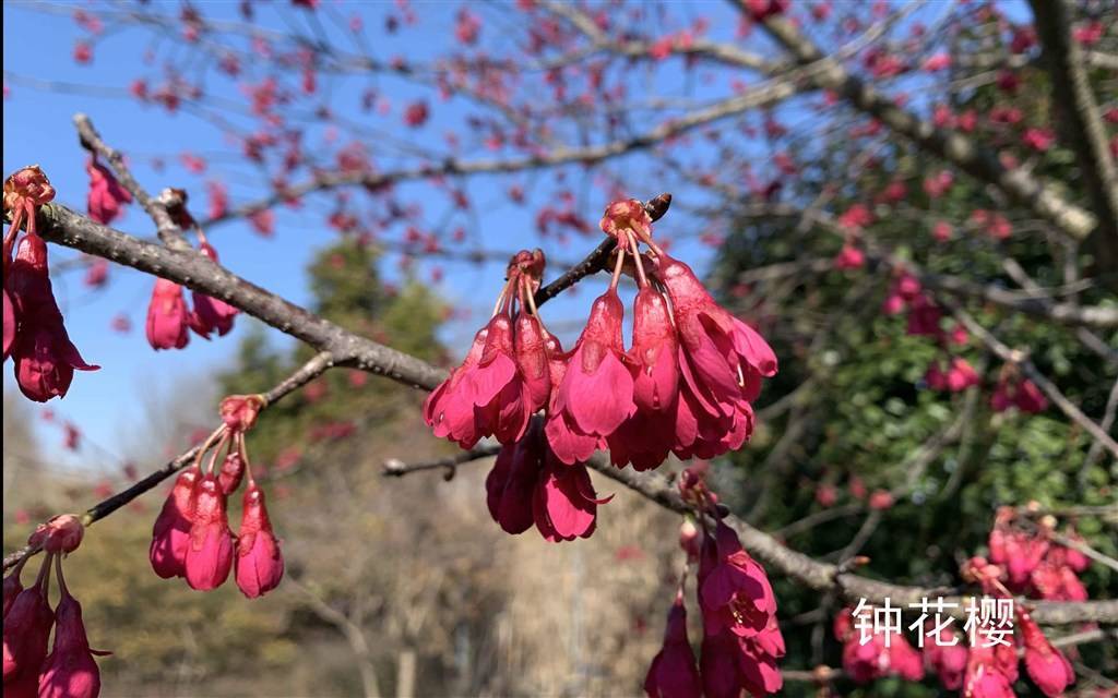 辰山植物园樱花“隧道”梦幻开启 相约牛年第一波赏樱季