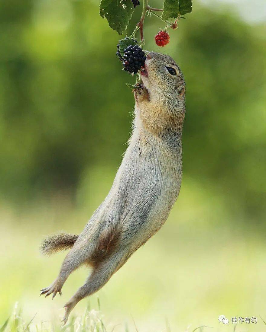 屡获殊荣的奥地利摄影师拍摄的77张有趣野生动物照片