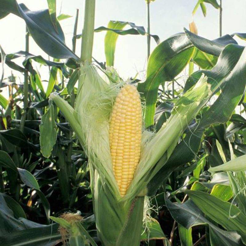 采收小提示:看植株青枝绿叶的时候,普通玉米还达不到采收期,但是我们