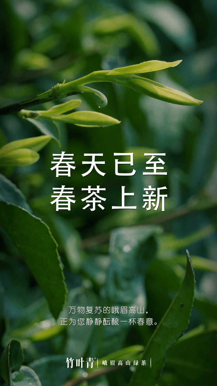 竹叶青春茶预售春茶季即将开启喝茶送茶礼的人都爱它