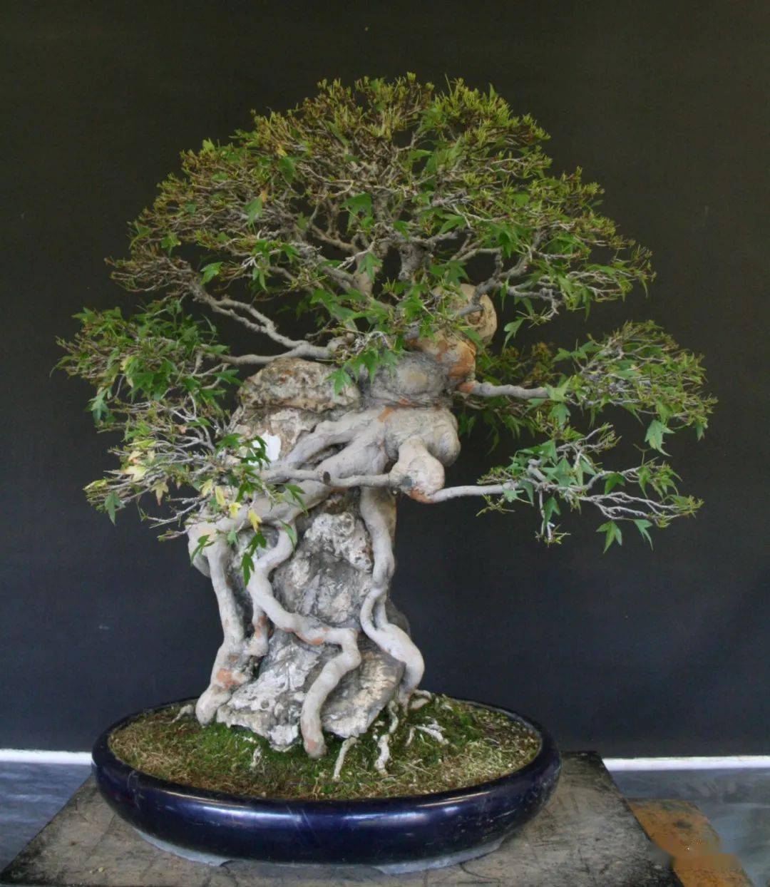 盆艺,各自为之!_盆景