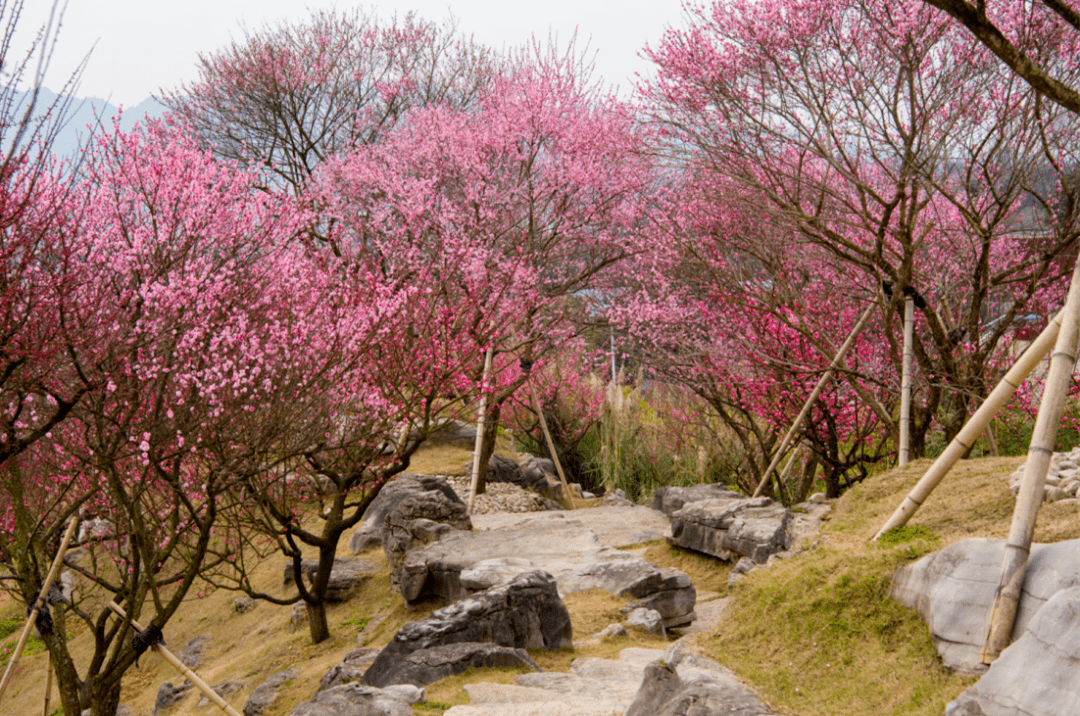 梅花绽放来乾艺梅园邂逅梅好时光吧
