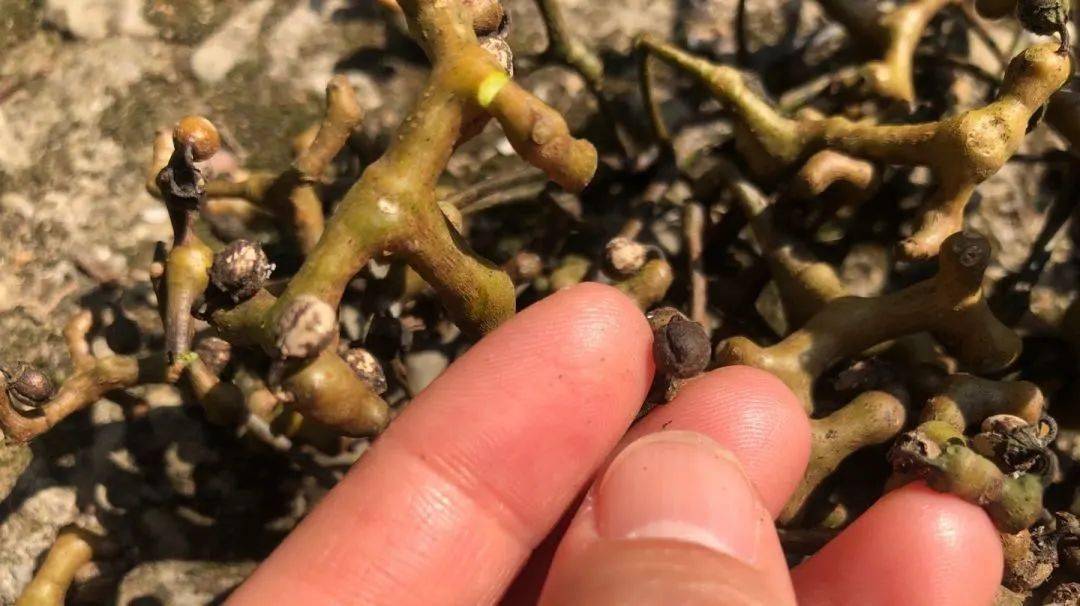 "鸡爪梨","金钩子","拐枣",这味中草药能解酒