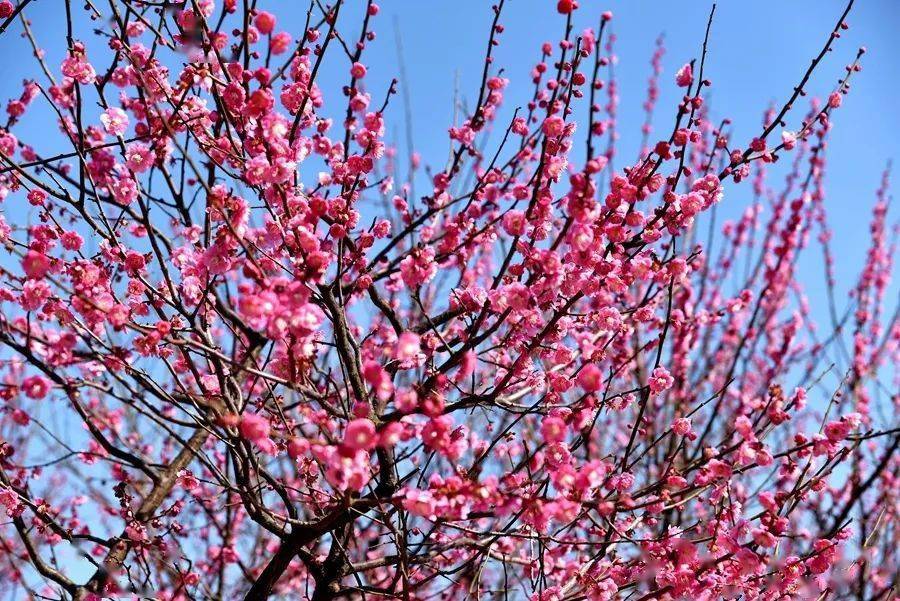 镇海永旺村梅花图片