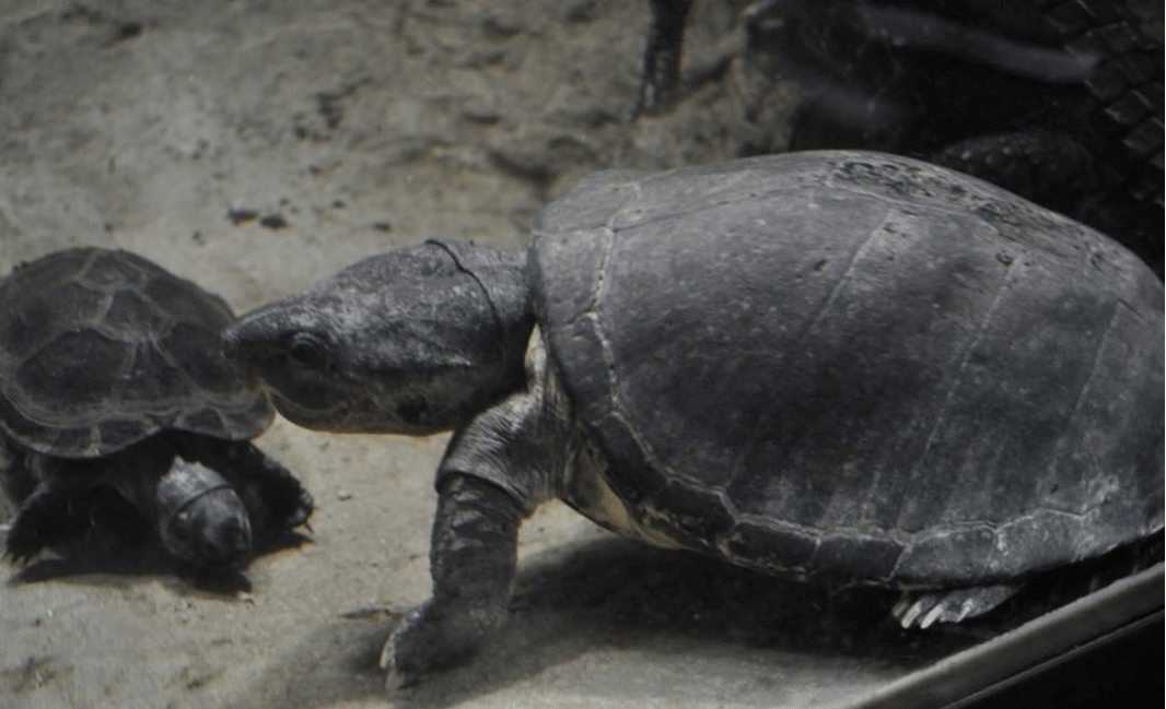 魅力迷人的非洲神物黑森林侧颈龟