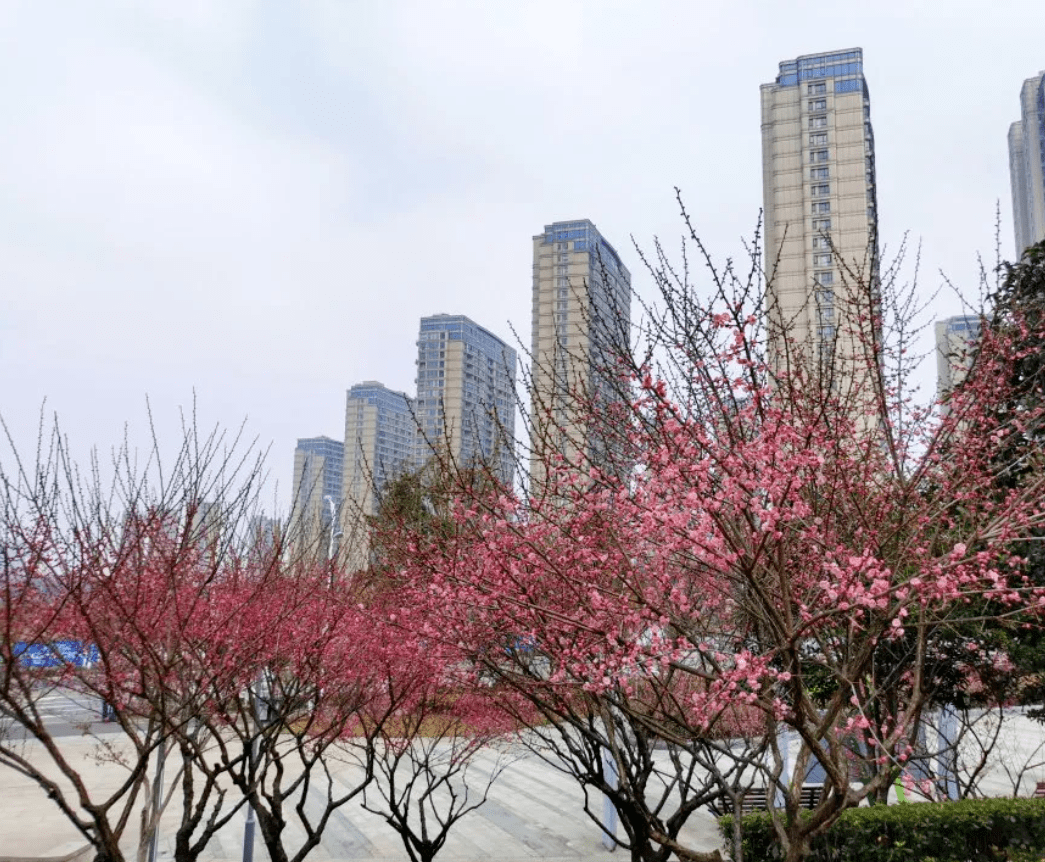 上虞各地花开成海,快去打卡春天里的这抹红~_梅花