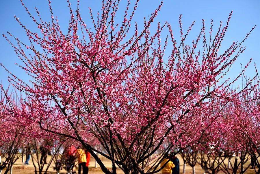 镇海永旺村梅花图片