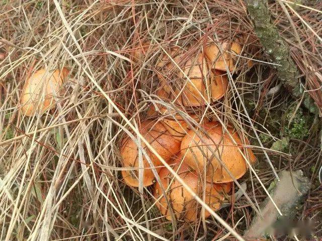 于都老表是时候上山捡蘑菇了