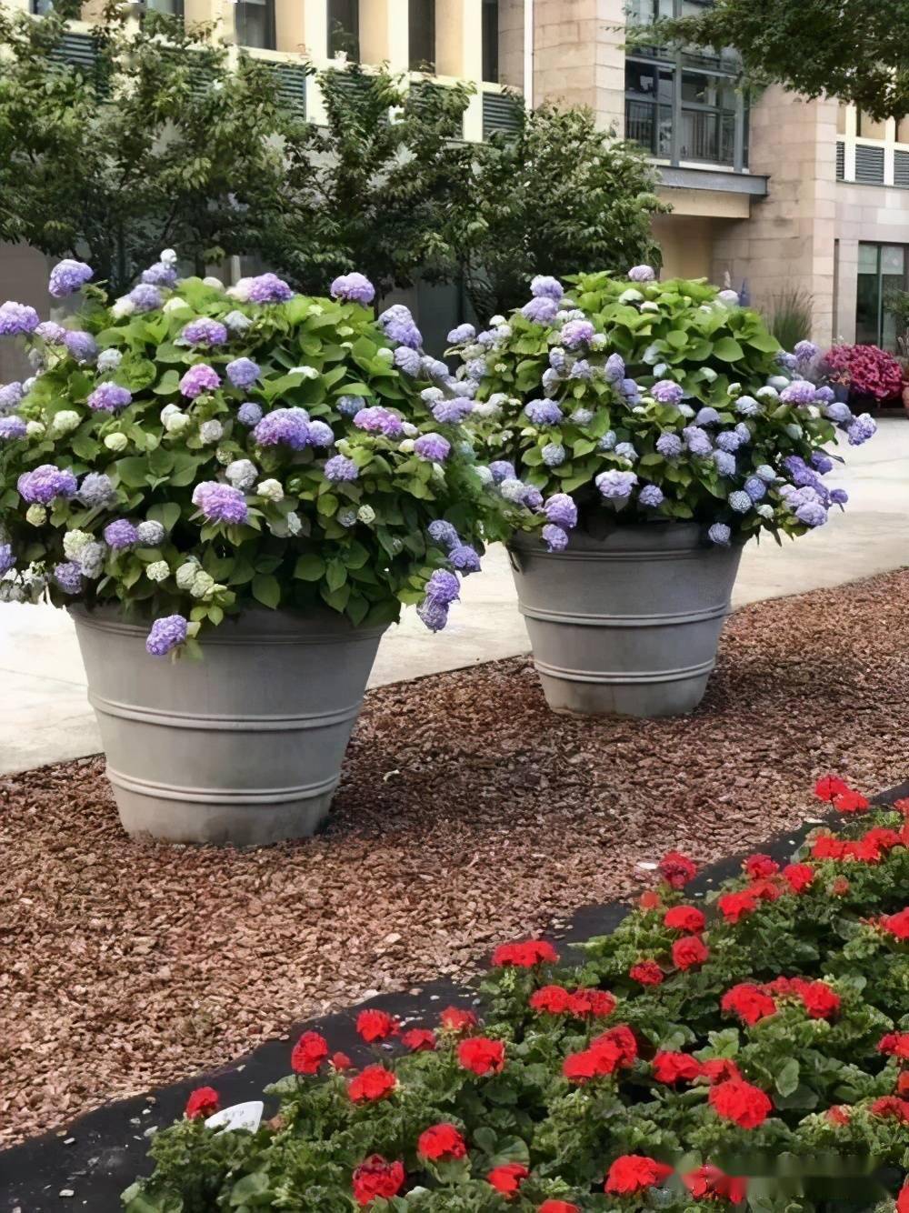 春季养护绣球这些事要提上日程芽壮长得快一开就爆花