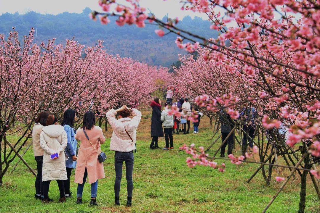 欣赏樱花热线湖南常宁田野绿世界百万樱花园168元