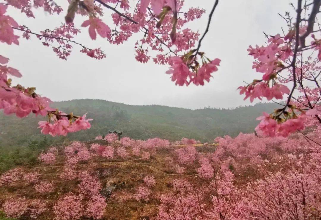 雁楠逸园樱花图片