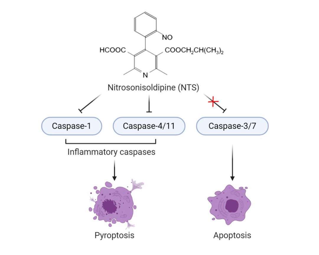 eur. j. immunol:nitrosonisoldipine抑制細胞焦亡以及相關敗血性休克