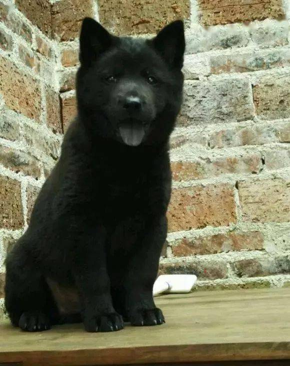 看看这些极品土狗!_金不换