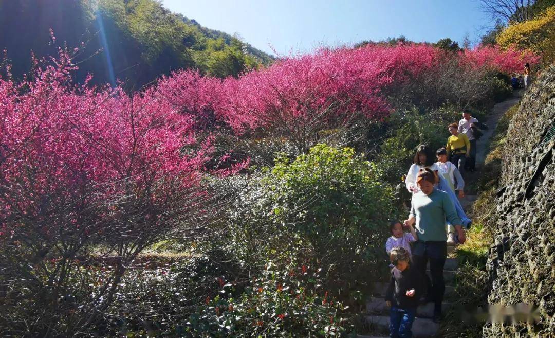 黄山南大门花谷图片