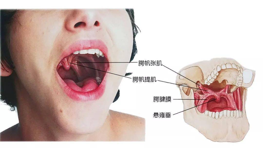 收藏27張高清解剖圖頭面頸部骨骼及肌肉