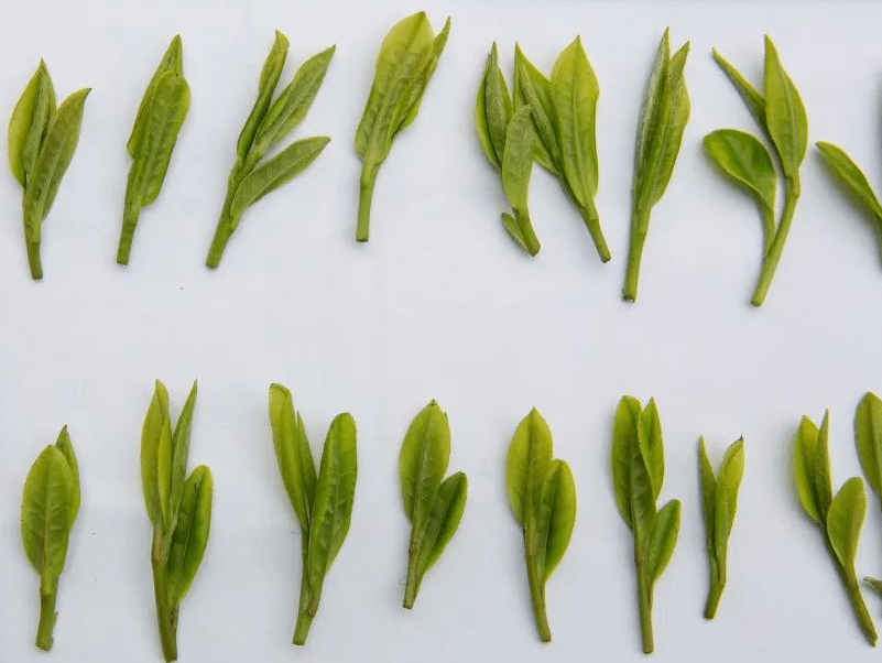 在这里,把采摘归为西湖龙井茶制作的第一步,西湖龙井茶的鲜叶采摘非常