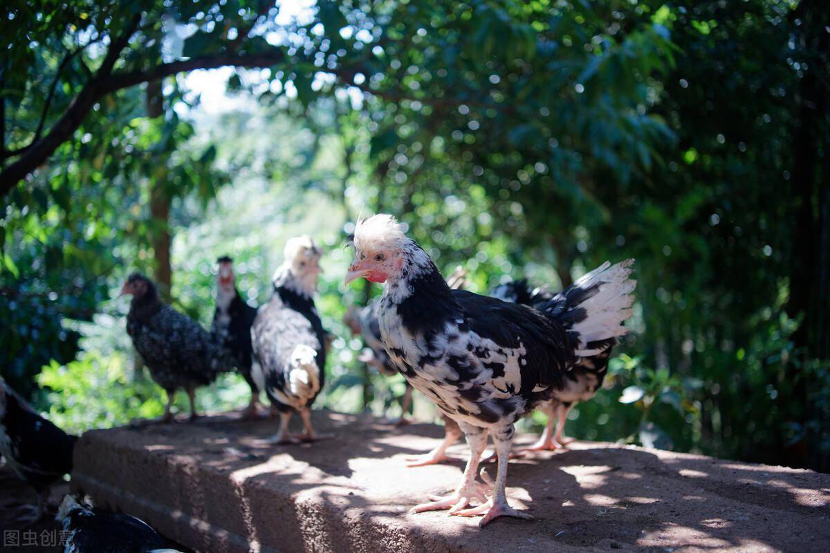 贵妃鸡为什么没人养?主要有5大原因