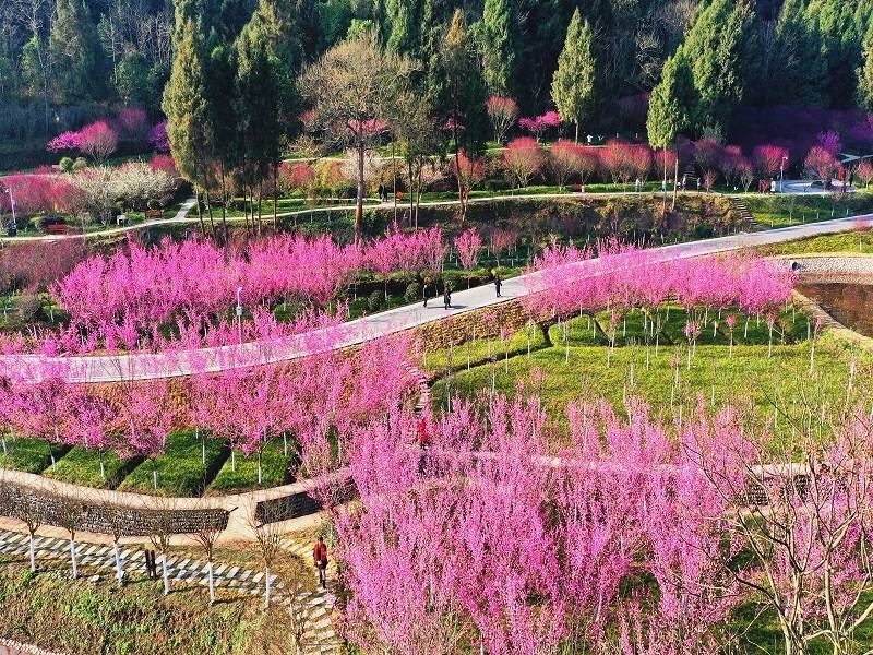 四川西充张澜故居梅花盛开 八方游客踏青赏花