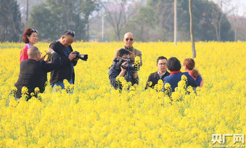 江西贵溪：油菜花绽放 美乡村醉游人富农民