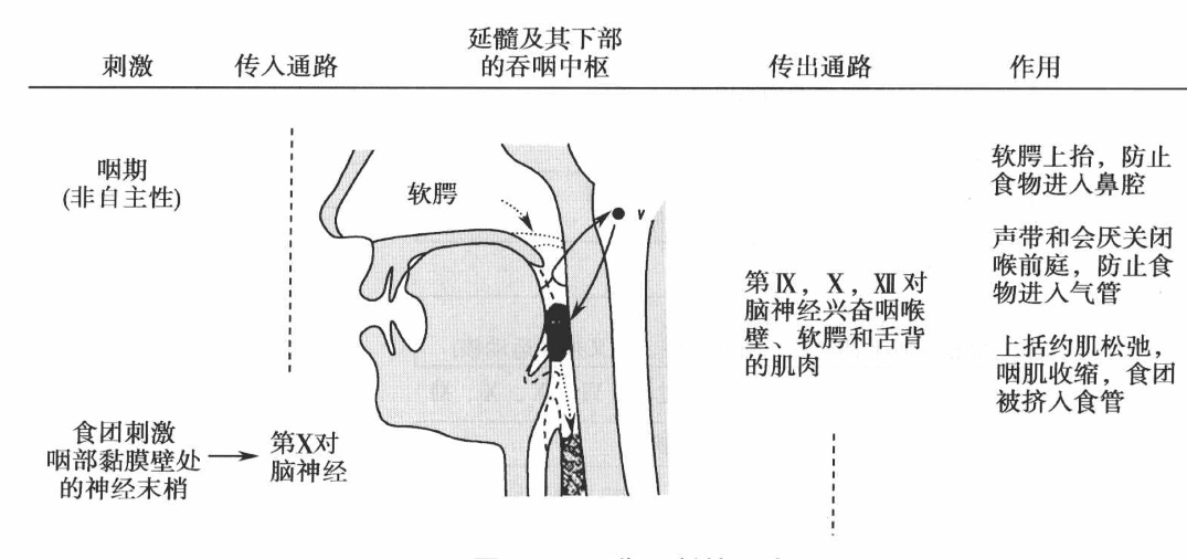 传出支配奥尔巴赫神经丛,腭咽闭合,食管肌性收缩蠕动把食团推送至贲门