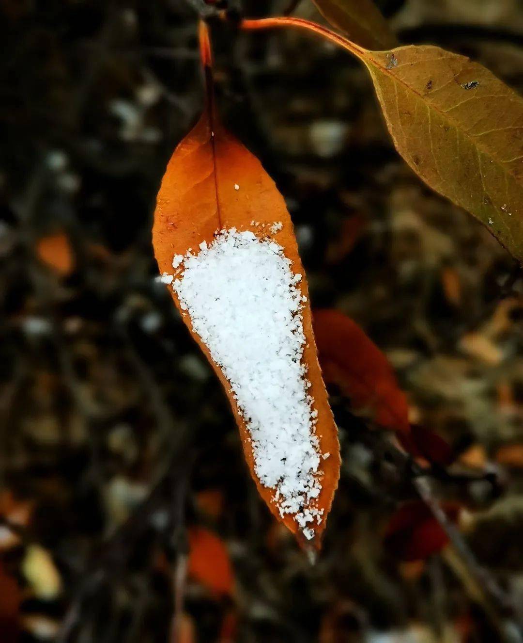 迎春花遇上米粒雪奏响了春和冬交织的乐章雪花覆盖着红瓦白墙像是梦中