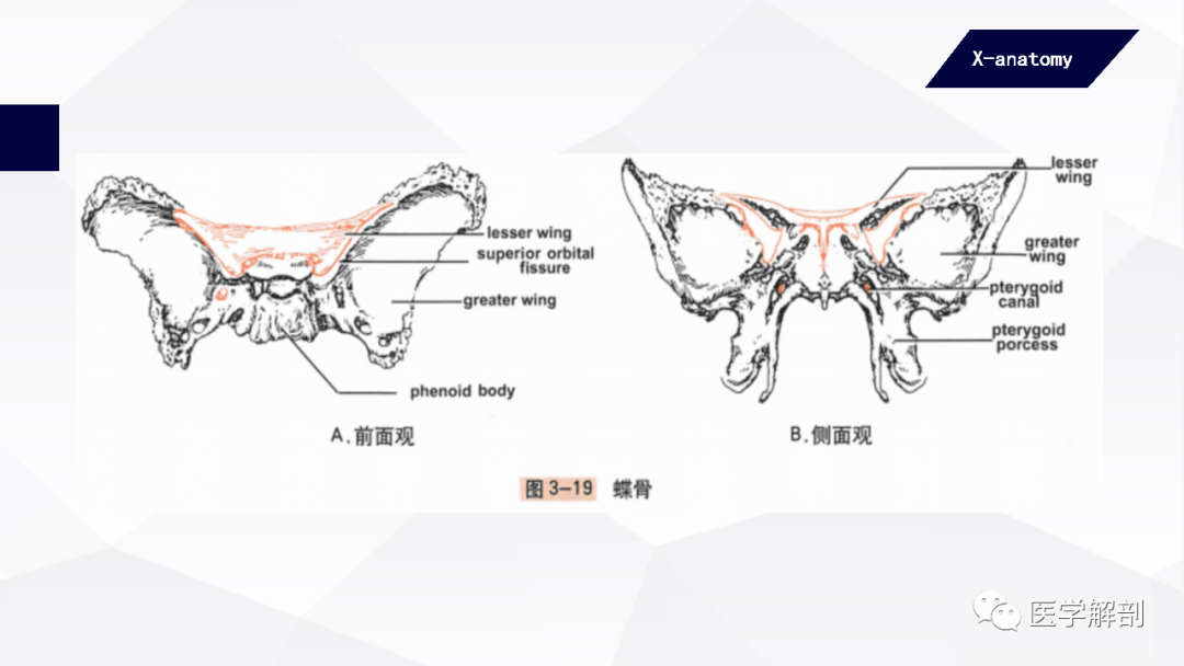 人体解剖学中轴骨及其连结颅骨一