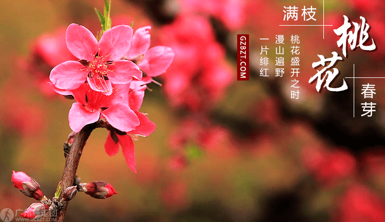 22728号已成行水墨连平三月桃花红十里之上坪