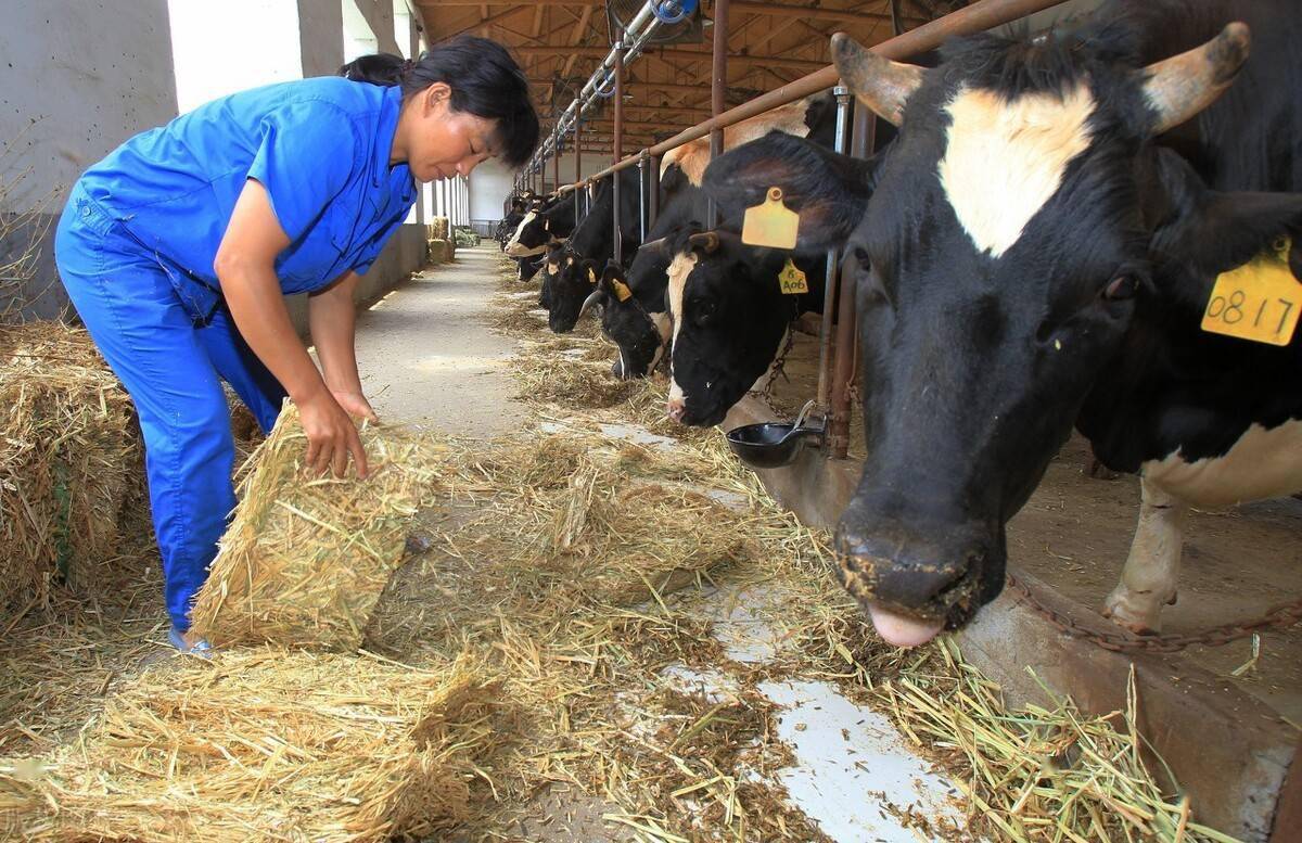 4種製作青貯飼料的硬件哪個更適合你養牛養羊的一定要看看