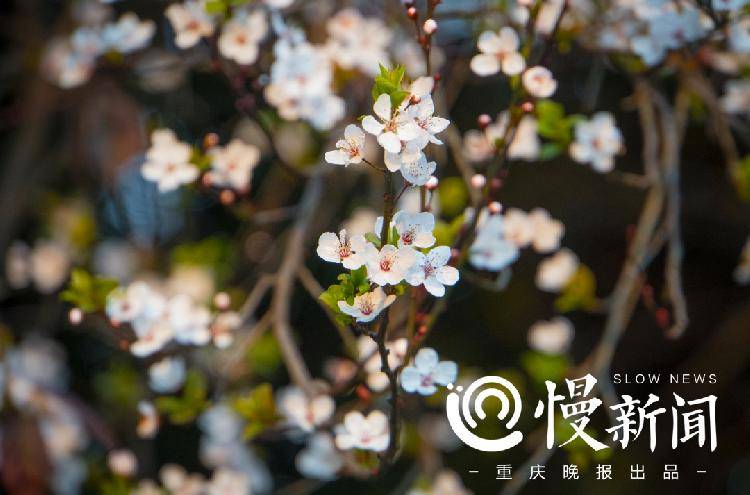 2月到4月 两江新区八大公园群邀你来赏花 生态