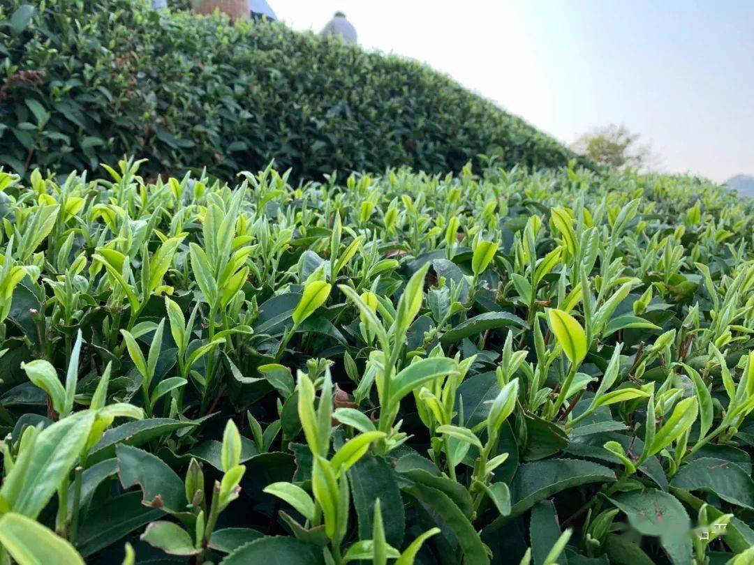 昭平象棋山有机茶园春茶正式开采啦