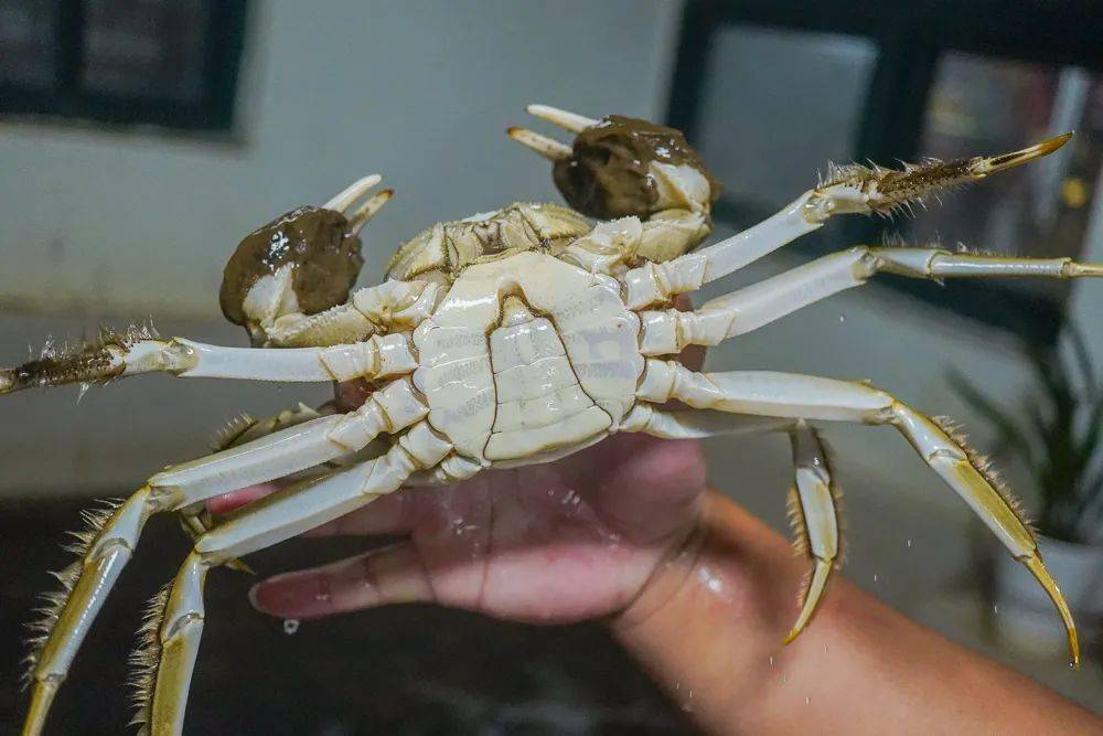 滁州百店寻味丨女山湖大闸蟹_明光市