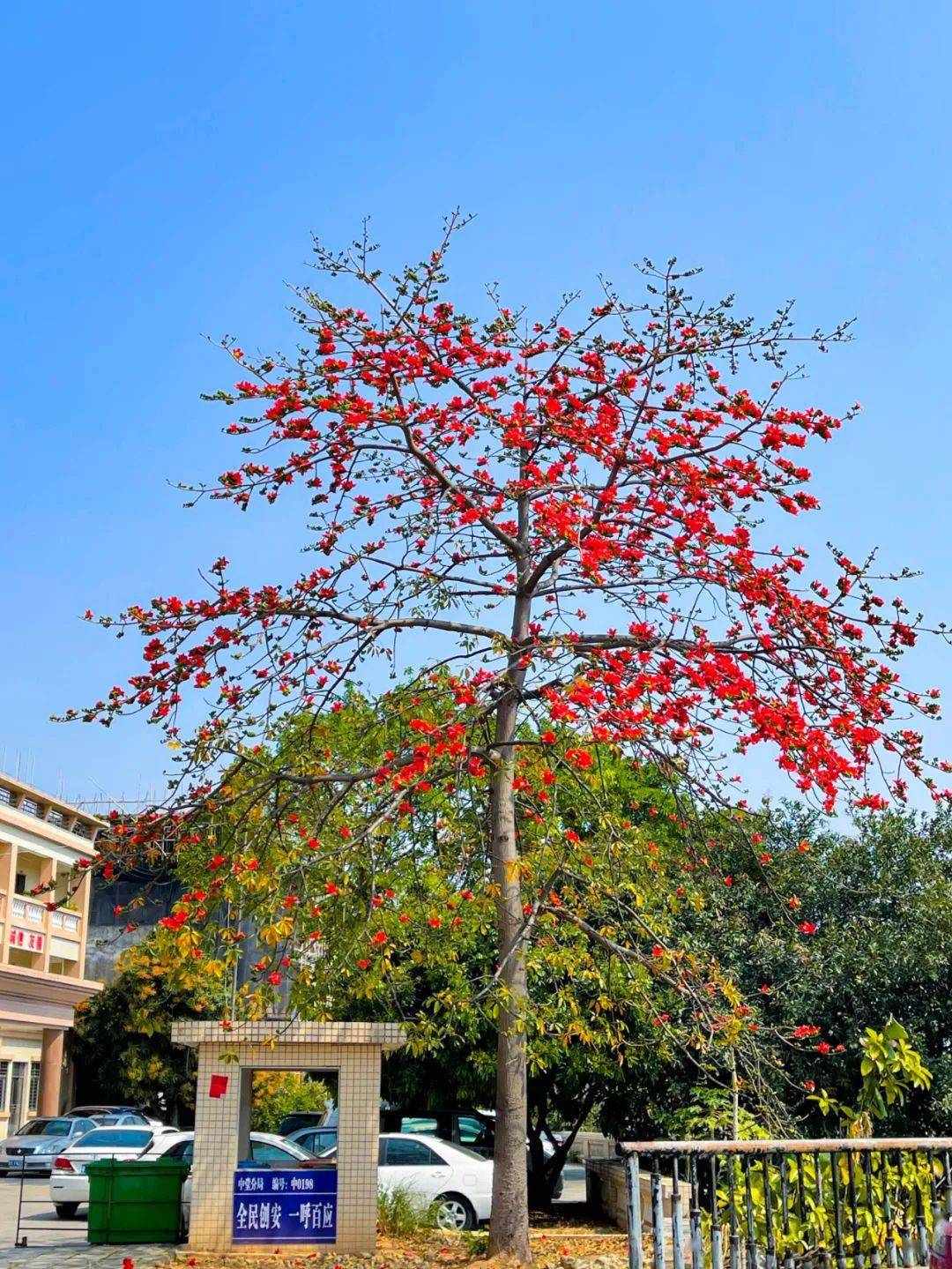 美翻了快去打卡中堂木棉花开了