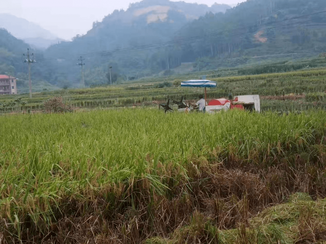 環境好,米才好02玉針香是湖南省水稻研究所育成的高檔優質品種,2006年