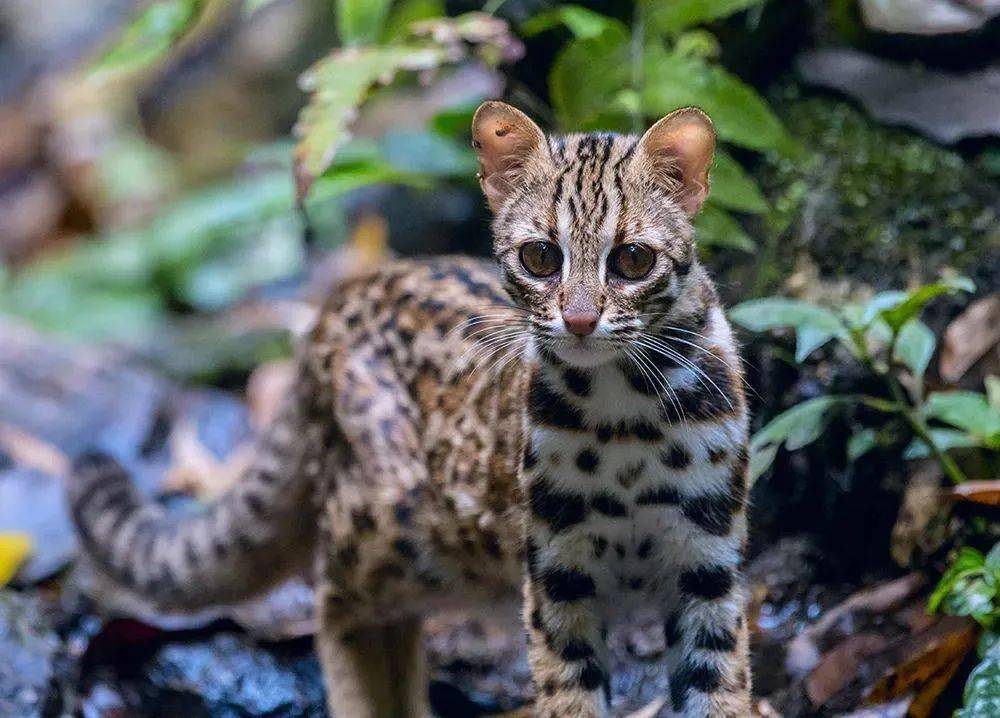 資訊重點保護野生動物名錄32年來首次大調整帶來啥影響