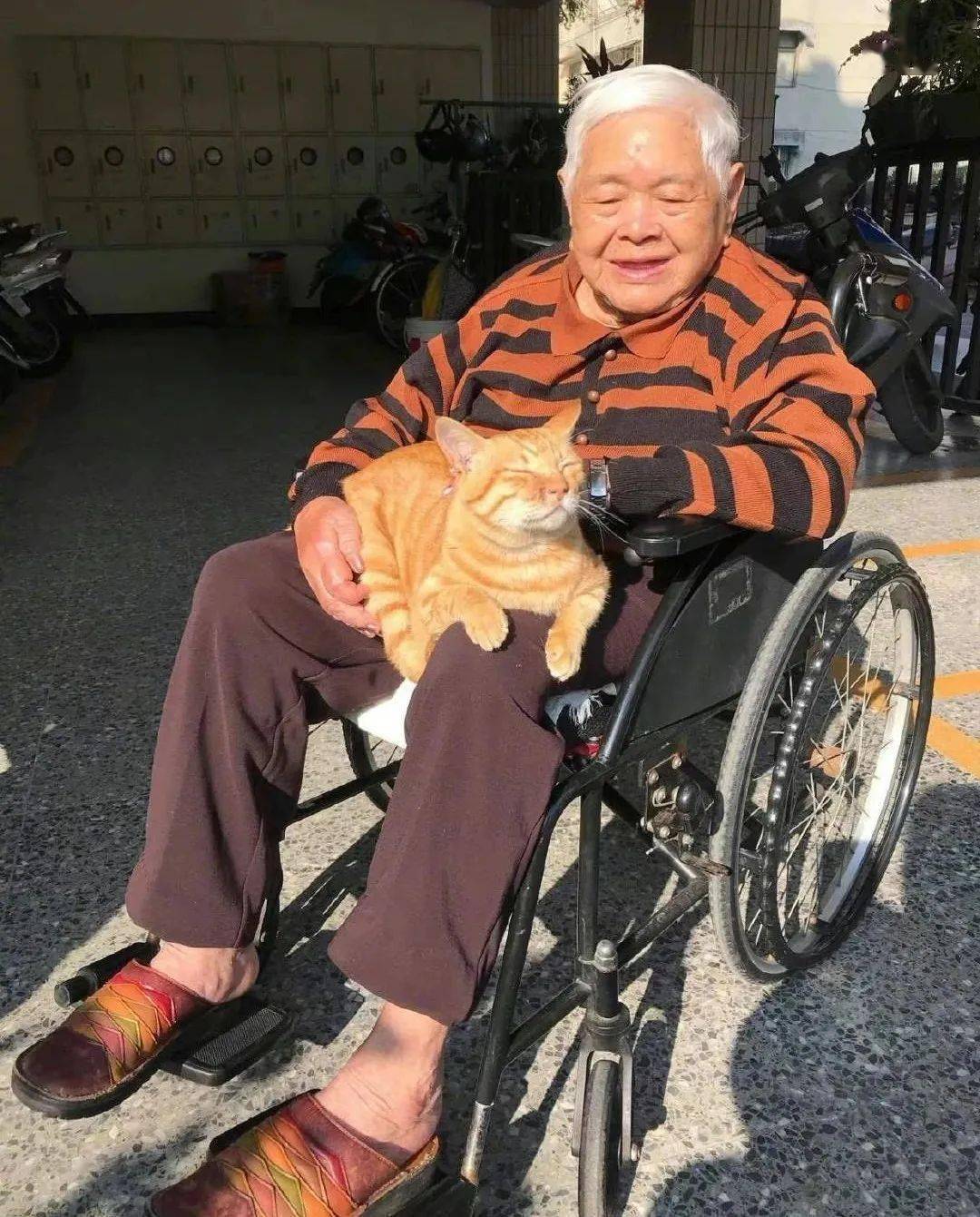 春天來了，和貓咪一起曬太陽實在是太美好了~ 萌趣萌寵 第2张