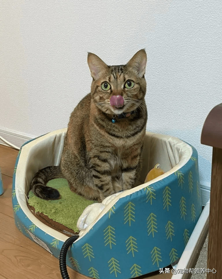 拽脸主子歪嘴坏笑挑衅猫奴:还不是要给我铲屎?