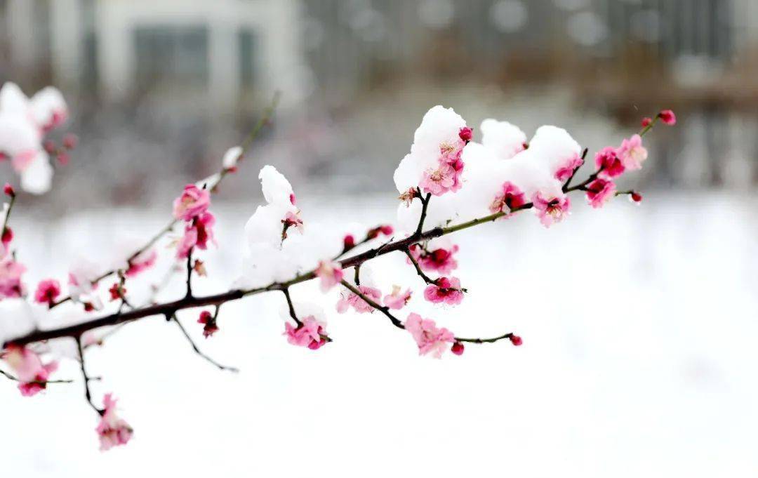 寒梅傲雪的下一句是什么 542e43f04e3f4d749e6af019b2e33617.jpeg