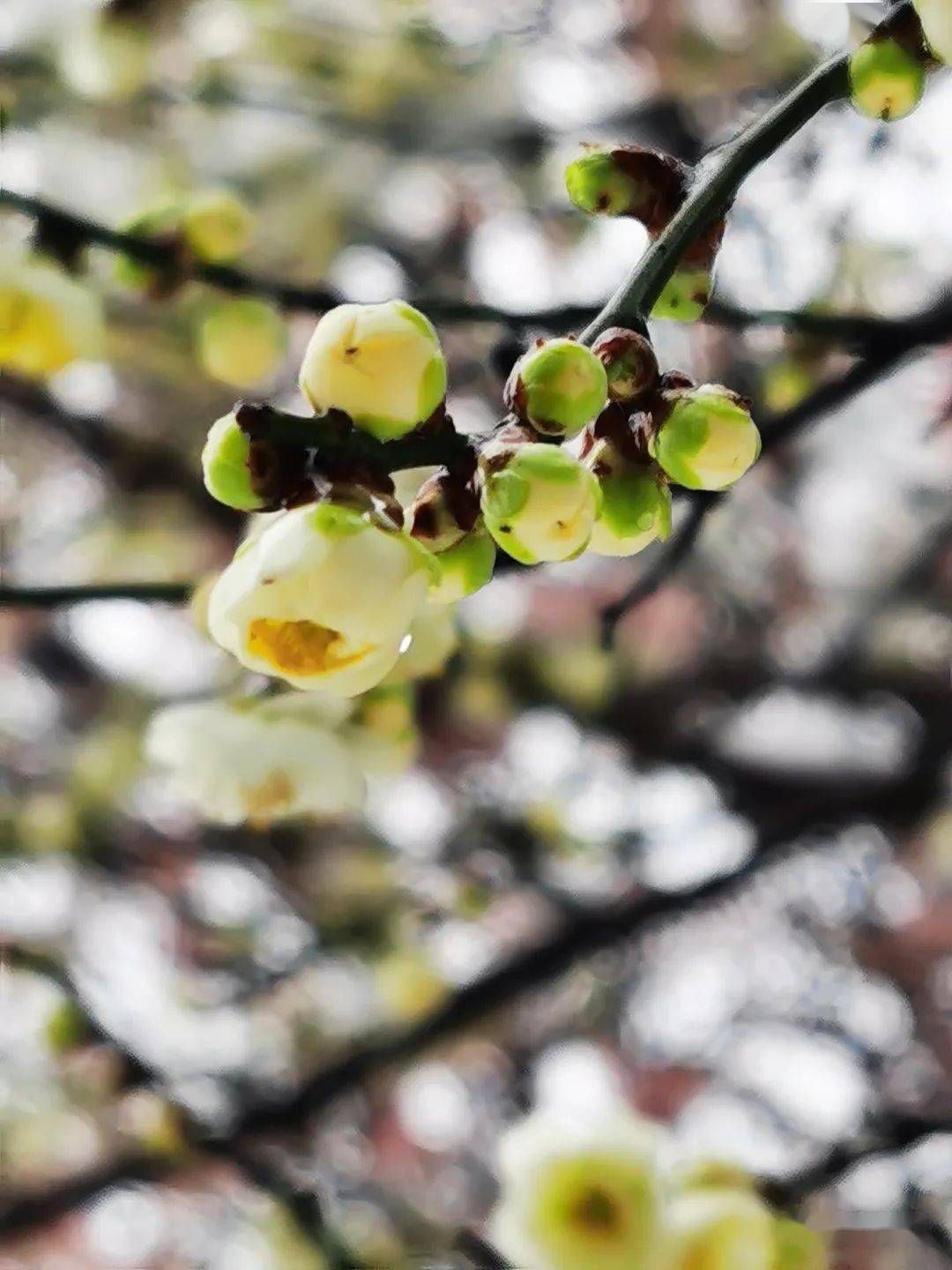 我怕她的枝头被雪给压断了,我也怕这些娇嫩的绿绿的梅花朵会不会被