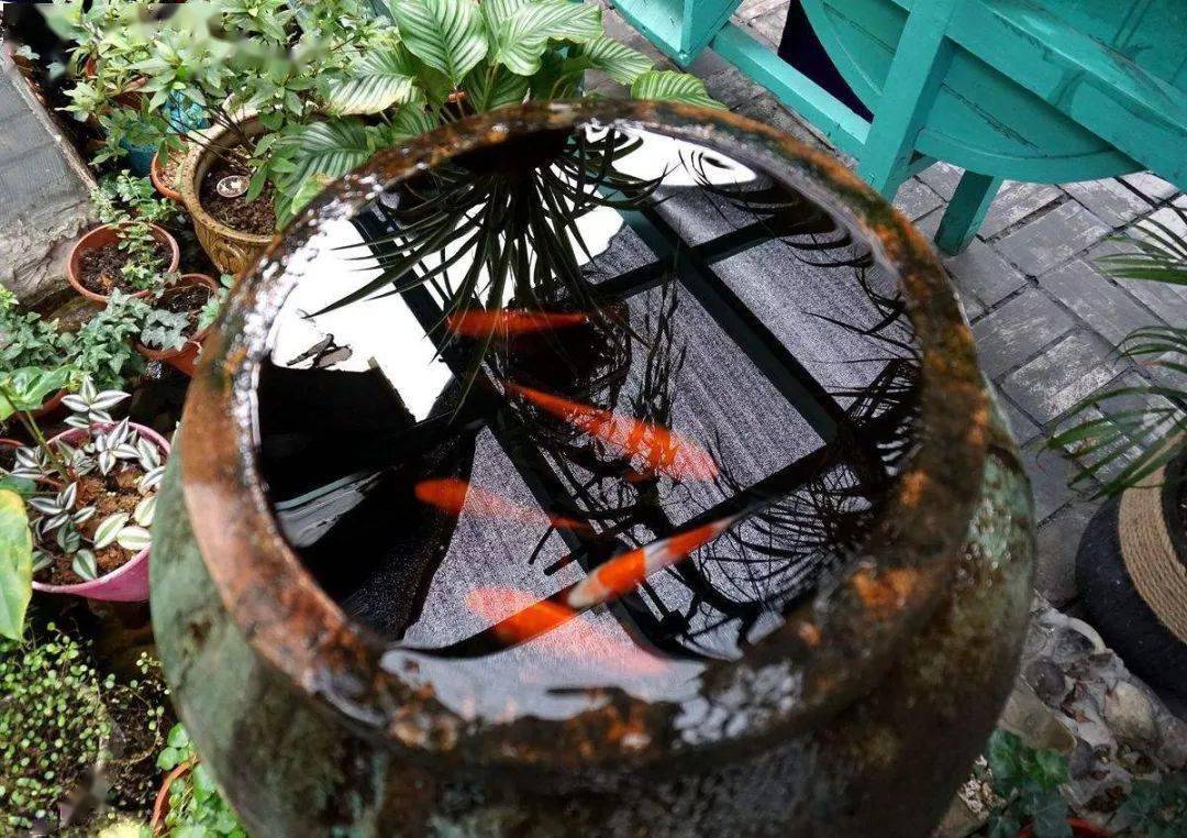 从前家家户户的院子里,屋前都有一个瓦缸,蜻蜓时来点水,还有可爱麻雀