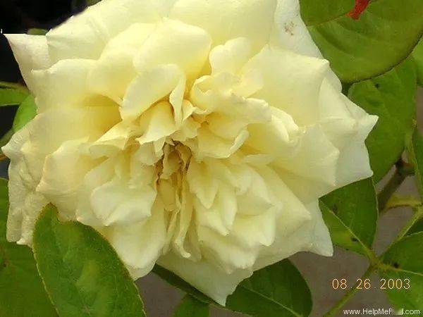 鲁本斯,杏黄,杏粉的色调非常柔美,非常少女,非常典型的茶香月季