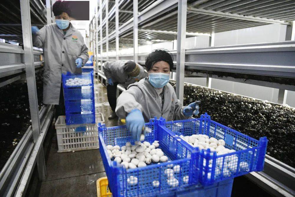 闽宁村gdp_闽宁村图片(2)