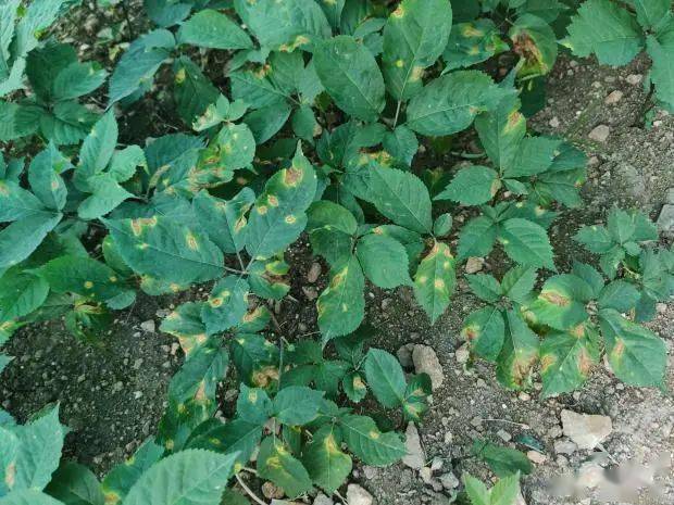 注意2021年人参新型抗性叶斑病可能大暴发