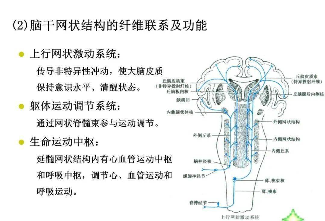 脑干作用图片