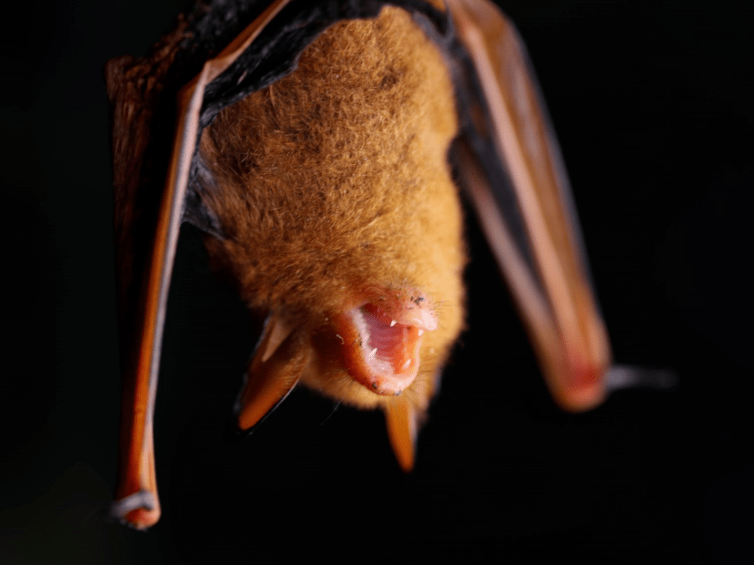 首次安徽省最美蝙蝠在巢湖银屏山附近出现然而专家提醒