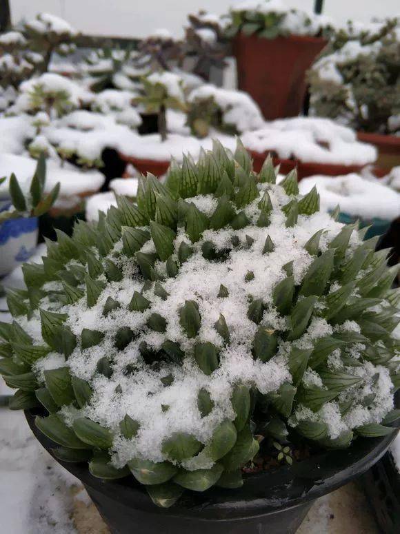 惊艳短暂低温多肉在雪中冻冻更好看